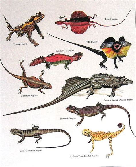23 Best Lizard Art Images On Pinterest Reptiles Leopard Geckos And