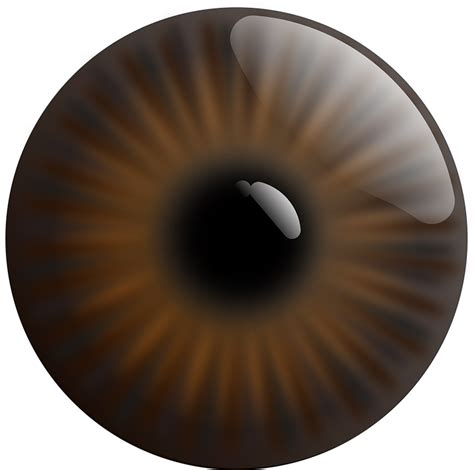 Download Eye Realistic Iris Royalty Free Vector Graphic Pixabay