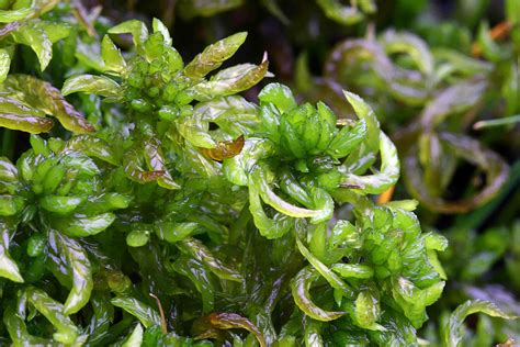 “superhero sphagnum moss reduces flood risk moors for the future