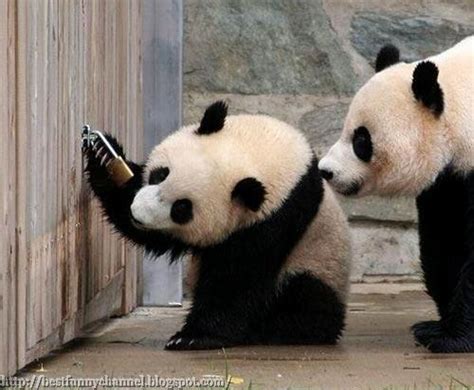 Cute And Funny Pictures Of Animals 29 Pandas 2