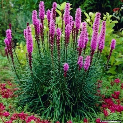 Image Result For Spiky Purple Flowers Piante Perenni Fiori Giardinaggio