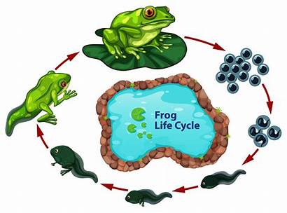 Cycle Frog Vector Illustration Clipart Frogs Lily