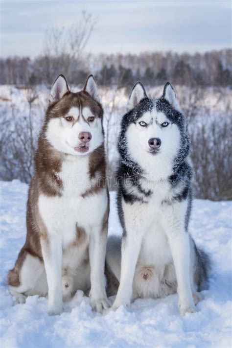 Siberian Husky Dogs Two Beautiful Siberian Huskies With Mesmerizing