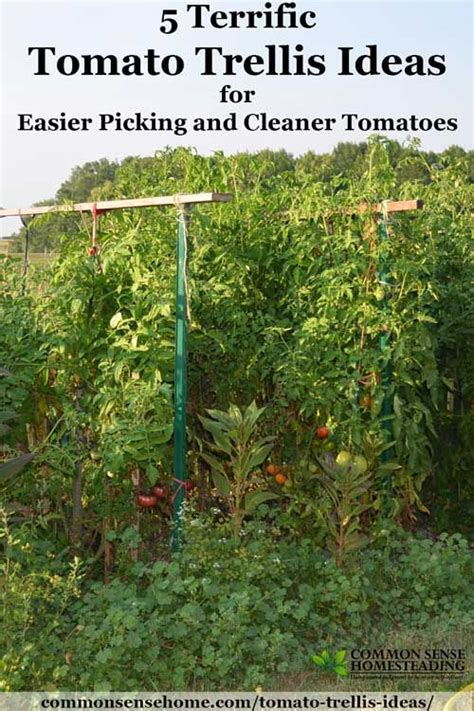 5 Terrific Tomato Trellis Ideas For Easier Picking And Cleaner