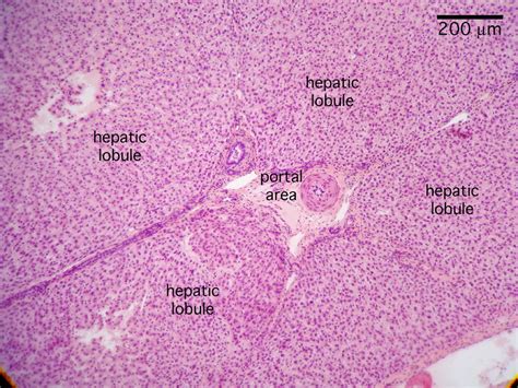 Liver Histology Portal Triad Medical Science Histology Slides