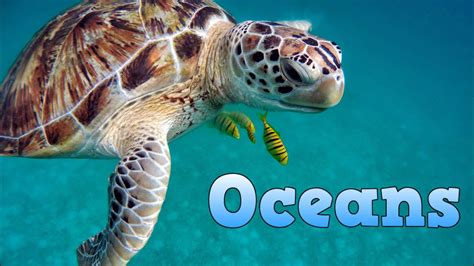 Oceans For Kids Learn About Oceans Educational Video For Children