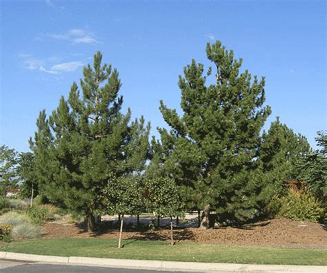 The austrian pine adapts well to high ph and heavy clay soils. Austrian Pine