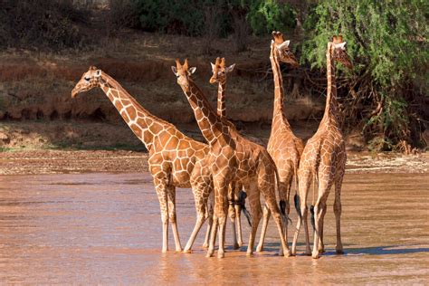 Are Giraffes Endangered Whipsnade Zoo
