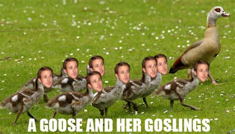 Irti Funny Picture 3177 Tags Goose With Goslings Ryan Gosling Baby