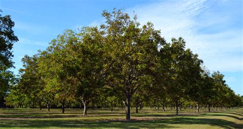 5 Best Shade Trees For Texas Forest Tree Service