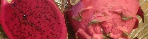 Cucumis melo species will cross pollinate; Dragon Fruit - UF/IFAS Extension Osceola County