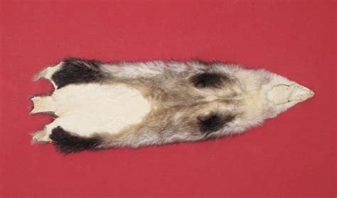 Tanned Furs Opossum 7220 0688