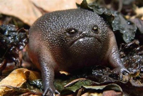 Breviceps Fuscus The Black Rain Frog Endemic To South Africa Cant