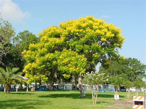 Doug caldwell is the university of florida|ifas, extension landscape horticulture educator in collier county. Yellow Poinciana (Peltophorum pterocarpum) - UF/IFAS ...