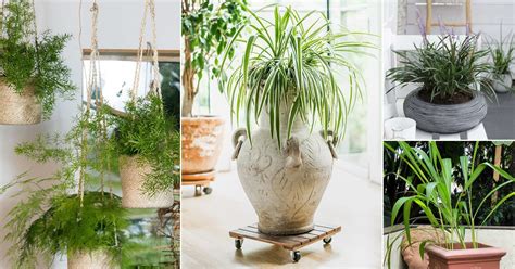 11 Best Indoor Grass Plants You Can Grow As Houseplants Balcony