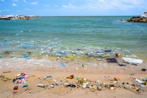 How Plastic Pollution Affects Marine Life