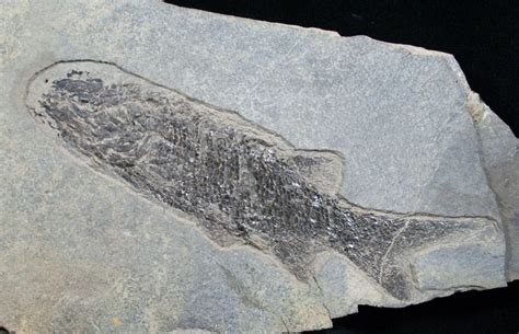 72 Permian Aged Fish Fossil Paramblypterus Fish Fossil Fossil