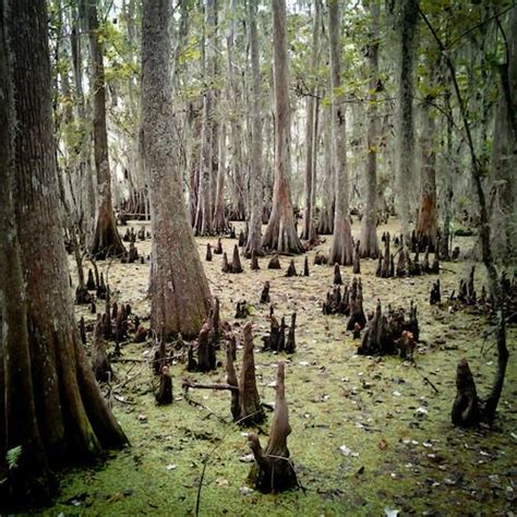 Check spelling or type a new query. Jean Lafitte National Historical Park and Preserve ...