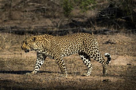 Leopard Panthera Pardus Elephant Plains Sabi Sand Game Reserve