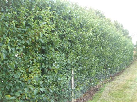 Buy Alnus Cordata Italian Alder Hedging Plants By Hopes Grove Nurseries