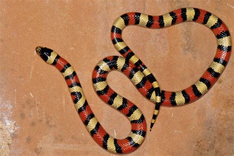 Western Milksnake From Torrance County Nm Usa On July 17 2010 At 02