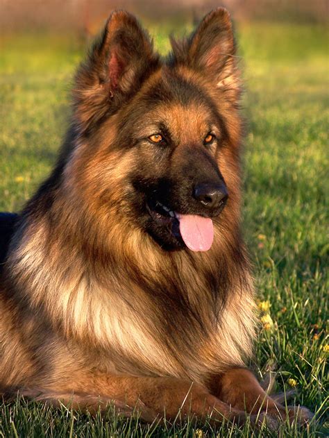 German Shepherd Rottweiler Mix Breed Traits Care And Activity Needs