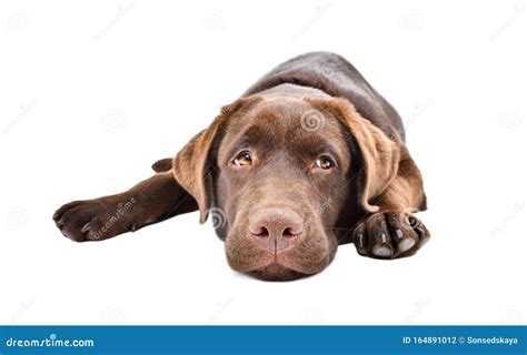 Sad Labrador Puppy Stock Photo Image Of Expression 164891012