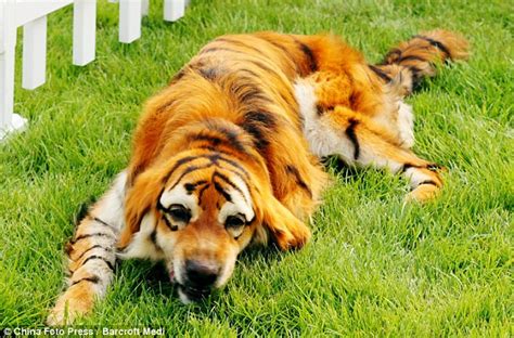 Omg Dog Looks Like A Tiger Chinese Dogs Dyed To Resemble