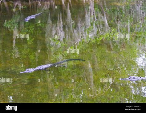 Ochopee Usa May 11 2015 Three American Alligators Swimming In The