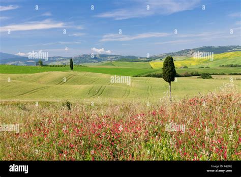 Tuscan Landscape With Cypress Tree Near Pienza Val Dorcia Orcia