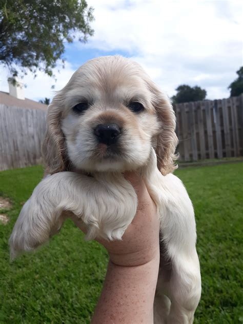 Days ago melbourne, fl+3 milesdogs for sale or adoption offered registered/registerable, current vaccinations, veterinarian examination, health certificate. American Cocker Spaniel Puppies For Sale | Melbourne, FL ...