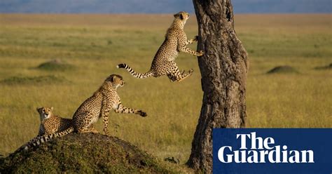 International Cheetah Day In Pictures Environment The Guardian