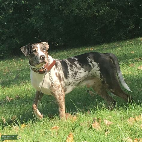 Catahoula Leopard Dog Stud Dog In Oh United States Breed Your Dog