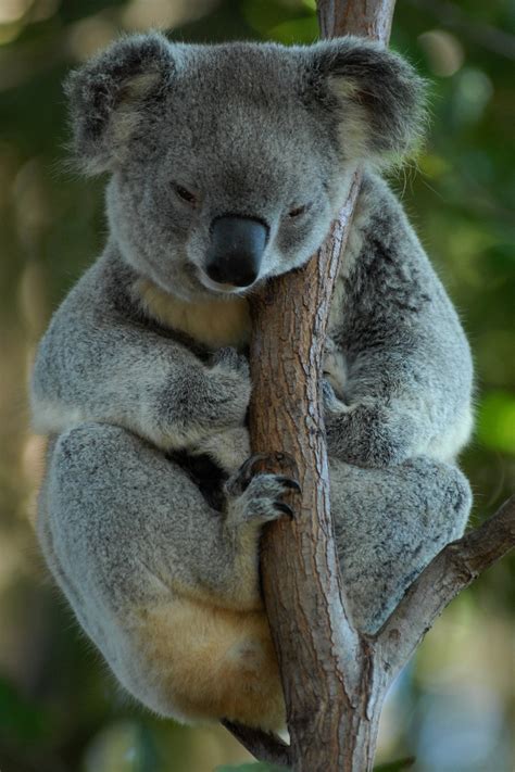 Free Images Wildlife Mammal Rest Fauna Australia Vertebrate