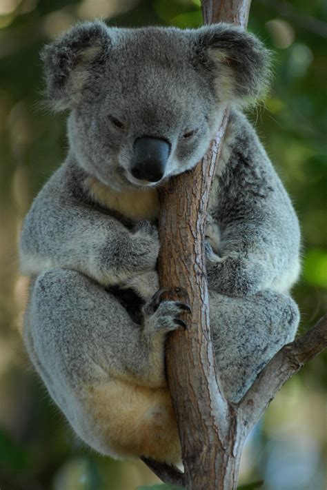 Images Gratuites Faune Mammifère Du Repos Australie Vertébré