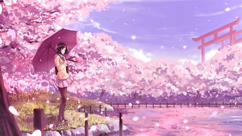 Anime Girl Purple Umbrella Pink Sakura Flowers Background 4k Hd Anime