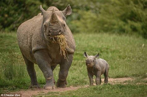 Chester Zoo Cctv Captures Moment Critically Endangered Rhino Is Born