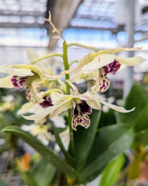 A Visit To White Plains Orchids The Martha Stewart Blog