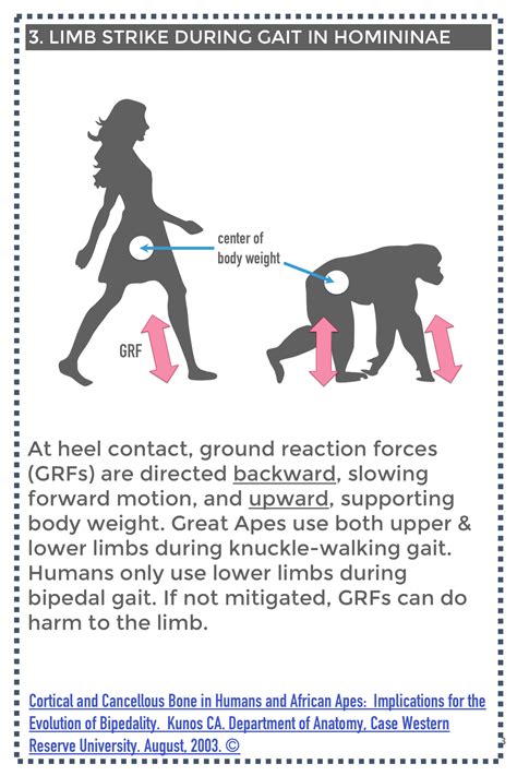 Human Bipedalism 3 Human Great Ape Lower Limb