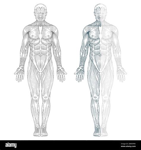 Human Anatomy Hand Drawn Human Body Anatomy Male Body Muscular System