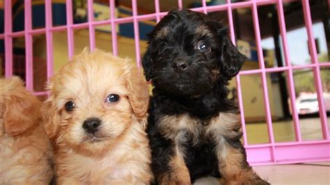 More standard poodle puppies / dog breeders and puppies in alabama. Cuddly Cavapoo Puppies For Sale, Georgia Local Breeders ...