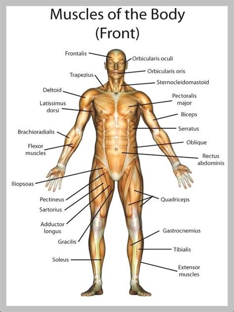 A body muscle diagram is used by different people for various. Anatomy System - Human Body Anatomy diagram and chart ...