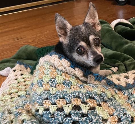 last pic of my old man Geno (16) : r/OldManDog