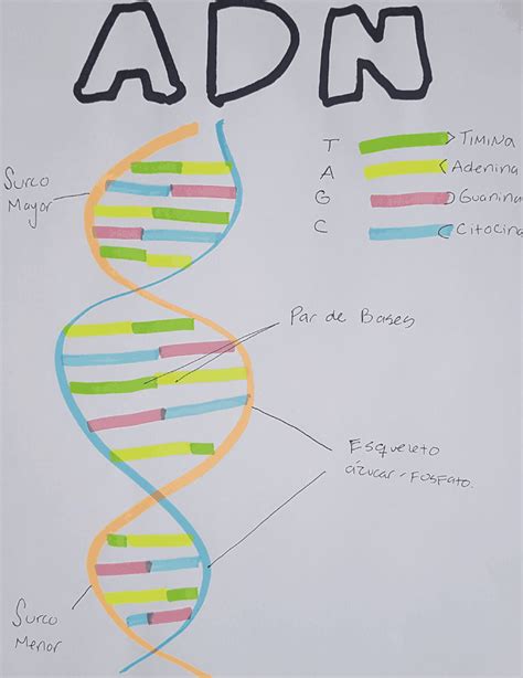 Adn Imagen Del Adn Y Sus Partes Diapositivas De Química Docsity