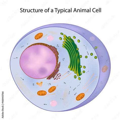 Components Of A Typical Animal Cell Unlabeled Stock Illustration