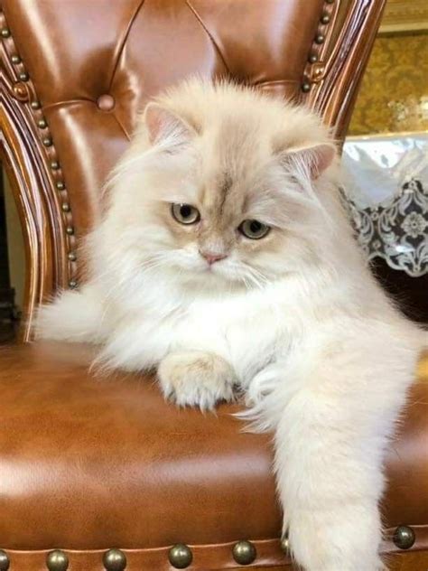 A Fluffy White Cat Sitting On Top Of A Brown Leather Chair