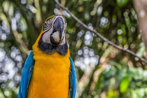 Portrait Of A Large Multicolored Macao Parrot Stock Photo Image Of