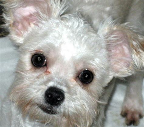 Chihuahua and shih tzu puppies. Shih Tzu Chihuahua Mix (A.K.A. Shichi) Breed Info & 21 Pictures - Animalso