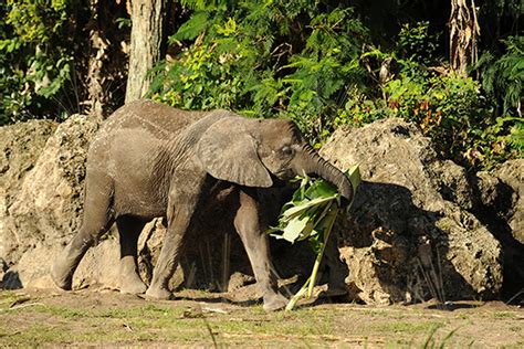 I Love Orlando Wildlife Wednesdays Elephants Eat Their Fruits And