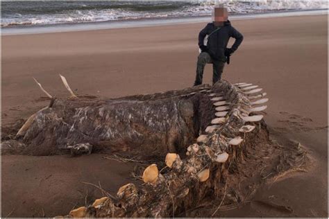 Mystery Surrounds Nessie Creature Washed Up On Aberdeenshire Beach